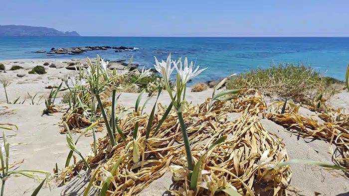 Elafonsi-Kréta-liliom-krétakalauz