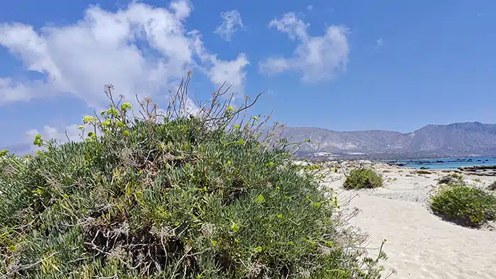 Elafonsi-Kréta-virágok-krétakalauz