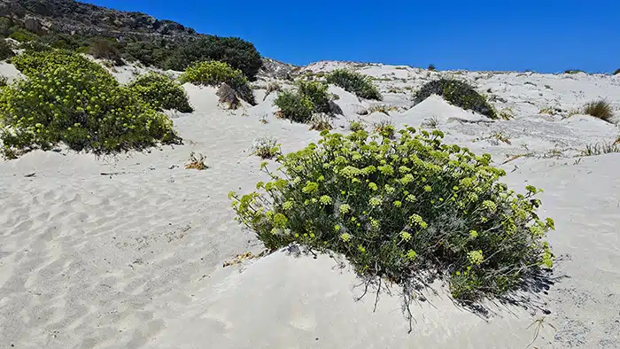 Elafonsi-kréta-krétakalauz-virágok