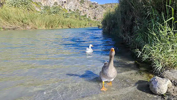 preveli-kréta-krétakalauz-13