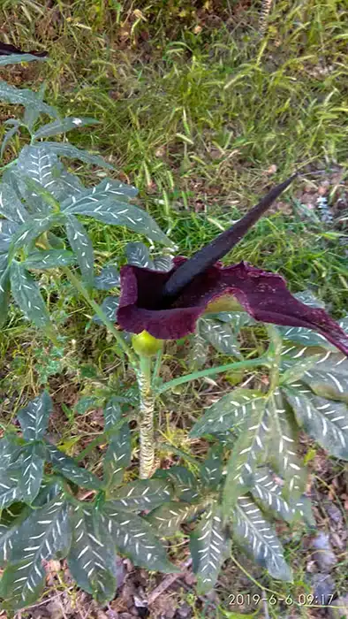 sárkányvirág imbros kréta